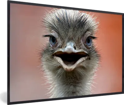 Produktbild von MuchoWow® MuchoWow® Gerahmtes Poster Nahaufnahme Strauß 90x60 cm - Poster mit zchwarzem Bilderrahmen - Fotorahmen - Foto-Plakat