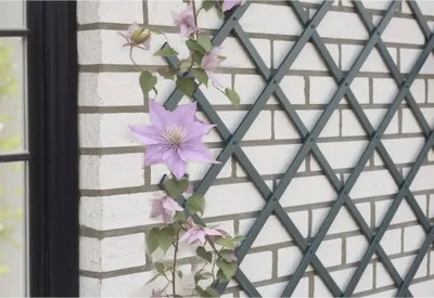 Produktbild von Nature Garten-Rankgitter 50x150 cm PVC Anthrazit