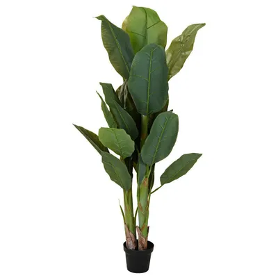 Produktbild von Große Bananenpflanze im Topf, 165 cm