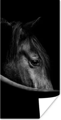 Produktbild von MuchoWow® Poster Pferde - Porträt - Schwarz - Tiere 20x40 cm - Plakat - Foto