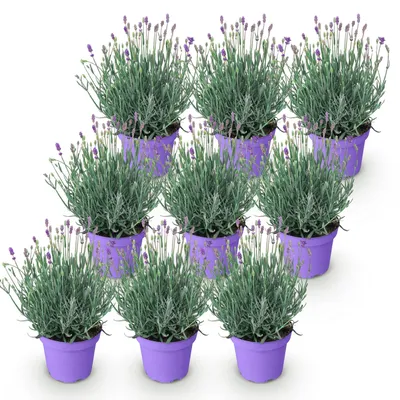 Image de Green boutiQ - Plante de jardin - Lavandula angustifolia Munstead - Lavande - Rustique - Violet - 9 plants - Pot de 12 cm - Hauteur 15-25 cm