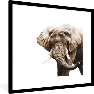 Produktbild von MuchoWow® MuchoWow® Gerahmtes Poster Elefant - Tiere - Weiß 40x40 cm - Poster mit zchwarzem Bilderrahmen - Poster - Plakat im Rahmen