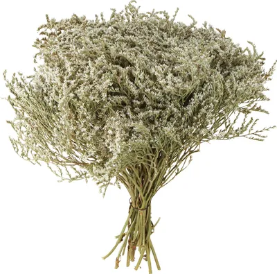 Produktbild von Trockenblumen Strandflieder für Floristik und Dekoration