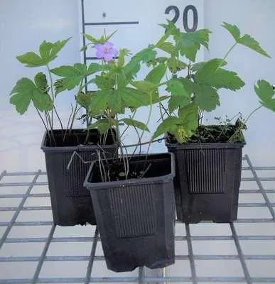Immagine prodotto di 6 x Geranium nodosum - Cranesbill - vaso 9 x 9 cm