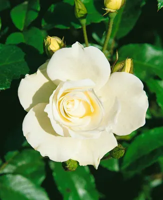 Produktbild von Rosa 'Schneewittchen', Edelrose, weiß, 5-7,5 Liter Container