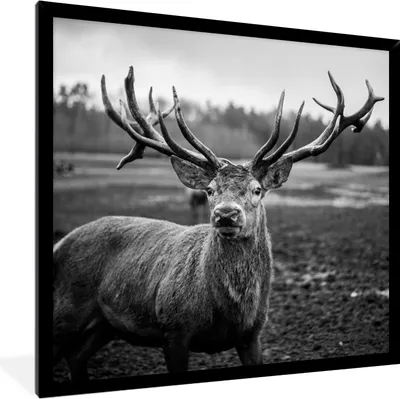 Produktbild von MuchoWow® Gerahmtes Poster Tiere - Hirsch - Geweih - Schwarz und weiß - Natur 40x40 cm - Poster mit Schwarzem Bilderrahmen Wandposter Rahmen Foto Bilder - Mit Rahmen - Wanddekoration Schlafzimmer