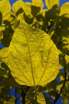 Produktbild von Catalpa bignonioides 'Aurea', Gold-Trompetenbaum, 80–100 cm