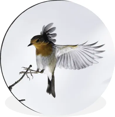 Produktbild von MuchoWow® Aluminium Wandkreis Nahaufnahme Vogel Ø 90 cm Wanddeko Modern Wohnzimmer - Mauerkreis - Wandbilder - Runde Bild - Bild aus Aluminium - Schlafzimmer - Wohnzimmerdekoration - Wand Dekoration