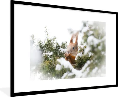 Produktbild von MuchoWow® MuchoWow® Gerahmtes Poster Eichhörnchen - Kiefer - Schnee 90x60 cm - Poster mit zchwarzem Bilderrahmen - Wanddekoration - Fotos