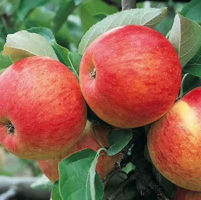 Produktbild von Apfelbaum ´PINOVA®´ Unterlage M26, wurzelnackt