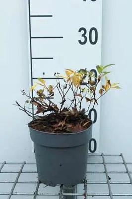 Produktbild von Spiraea jap. 'Genpei' ('shirobana') - Brautspiere 20- 25 cm - Container