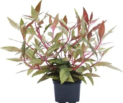 Produktbild von Stängelpflanze Alternanthera reineckii ´rot´ XXL