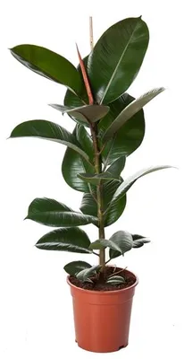 Produktbild von Gummibaum 30-40 cm Ficus elastica Robusta Zimmerpflanze