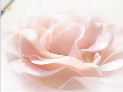 Produktbild von ARTland Wandbild, selbstklebend Rose I Größe: 80x60 cm