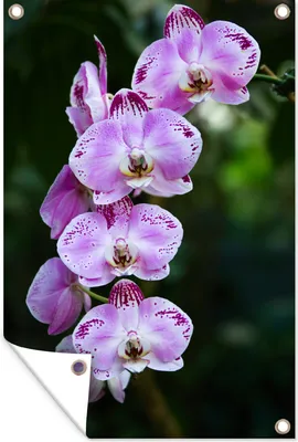 Produktbild von MuchoWow® 40x60 cm Outdoor-Poster Gartendeko Sichtschutz Garten Poster für den Garten  Blühende Orchideen