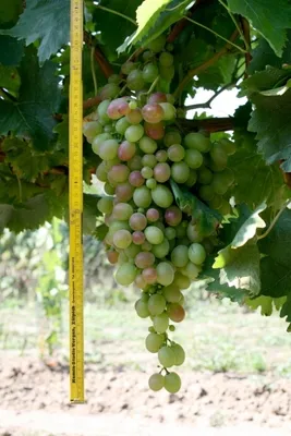 Produktbild von Vitis vinifera Weinrebe Kourgan Rose - rote Weinrebe Tafeltraube