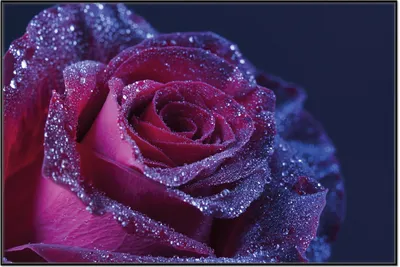 Produktbild von Wallario Wandbild Rote Rosenblüte im Regen, Größe: 61 x 91,50 cm, Poster mit schwarzem Aluminiumrahmen