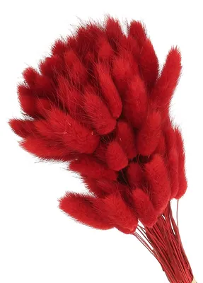 80 getrocknete Kaninchenschwänze, 40 cm, rot, Pampasgras für Vasen