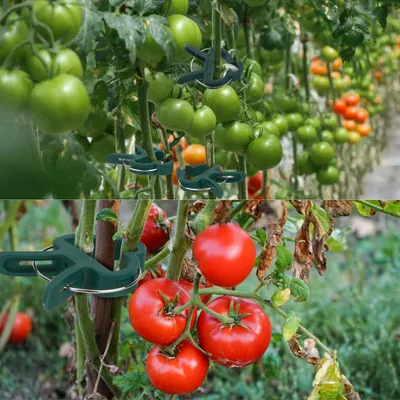 Produktbild von Wiederverwendbare Pflanzenclips - 100 Stück (2 Größen) mit 30 Pflanzenbindern - Für Kletterpflanzen, Blumen, Weinreben und Gemüse