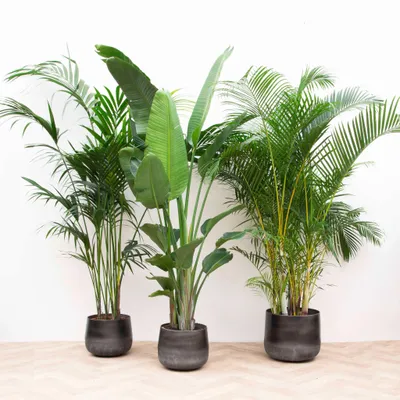 Produktbild von XXL Pflanzenset - Kentia & Strelitzia Nicolai & Areca - 200-225cm - Ø40cm - Zimmerpflanze