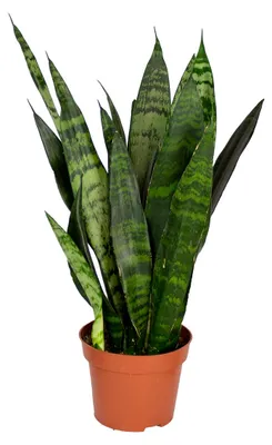 Image de Bloomique - Sansevieria Black Coral - Langue de belle-mère - Plantes d’intérieur - Dépolluante - Très facile à entretenir - Hauteur 20-30 cm - Pot 12 cm