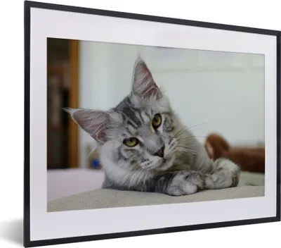 Produktbild von MuchoWow® MuchoWow® Gerahmtes Poster Eine liegende graue Maine Coon Katze 40x30 cm - Poster mit zchwarzem Bilderrahmen - Bilderrahmen - Poster im Rahmen