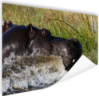 Produktbild von MuchoWow® Poster Nilpferd - Wasser - Gras 90x60 cm - Schlafzimmer