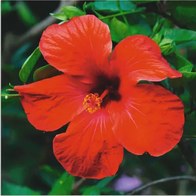 Produktbild von ARTland Wandbild Alu für Innen & Outdoor Hawaiiblume Größe: 50x50 cm