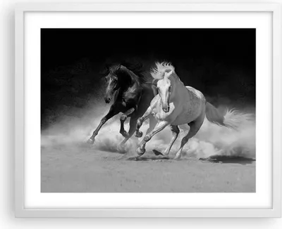 Produktbild von Gerahmtes Poster - Weißer Rahmen - Andalusier Pferde Galopp - 50x40 cm - Wand Bild - Wanddeko - Wandbilder - Kunstposter - Wandposter - Bilderrahmen - Bilder - Kunstdruck - Wandbild - P2WAA50x40-4240