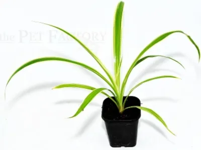 Image de Chlorophytum comosum panaché type 1