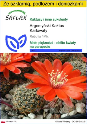 Zdjęcie produktu dla SAFLAX - Zestaw do uprawy - Argentyński Kaktus Karłowaty - 40 Nasiona - Z mini szklarnią, podłożem uprawowym i 2 doniczkami - Rebutia / Mix