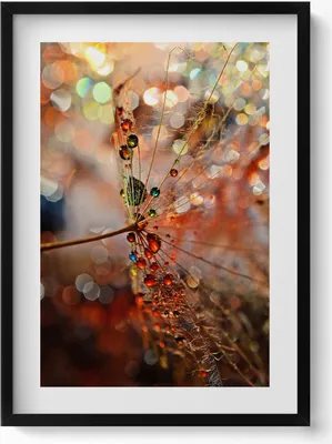 Produktbild von Gebläse und Tau– Wandbild mit Rahmen – Gerahmtes Bild  – Wanddekoration – 50x70 cm –  Schwarz Rahmen