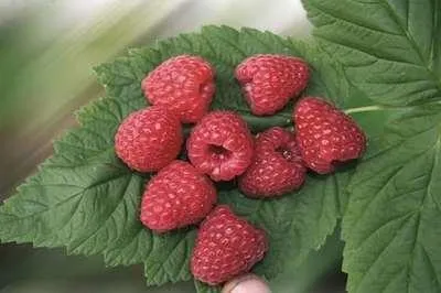 Zdjęcie produktu dla Rubus id. twotimer 'Sugana Red'® - Malina TwoTimer® 'Sugana Red' | 25 cm w doniczce
