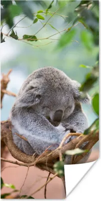 Produktbild von MuchoWow® Poster Koala - Zweige - Kinder - Jungen - Mädchen 20x40 cm - Plakat - Foto