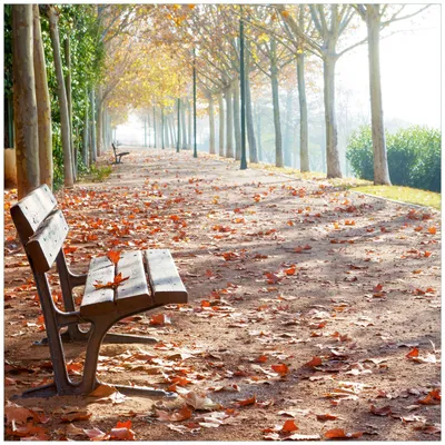 Produktbild von Wallario Möbeldesign / Aufkleber, geeignet für Ikea Lack Tisch - Einsame Parkbank an einer Allee - Herbststimmung in 55 x 55 cm
