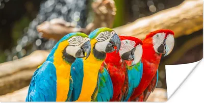 Produktbild von MuchoWow® Poster Vögel - Papagei - Tropisch - Natur 80x40 cm - Wanddeko