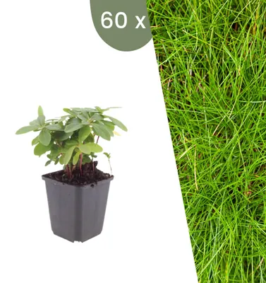 Produktbild von Plants by Frank | 60 Bärenfell-Schwingel Pflanzen | Festuca Gautieri | Ziergräser | Winterhart | Mehrjährig | Gartenpflanzen