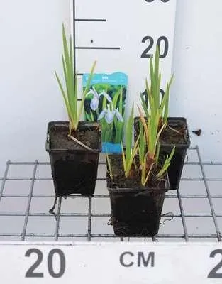 Immagine prodotto di 6 x Iris laev. 'Mottled Beauty' - Iris maculata di palude - Vaso 9 x 9 cm