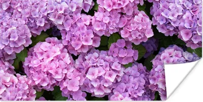 Produktbild von MuchoWow® Poster Blumen - Hortensie - Strauch - Rosa - Blütenblätter 40x20 cm - Poster für die Wand - Poster Schlafzimmer