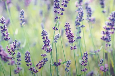 Produktbild von Wallario selbstklebendes Poster - Lila Blumenfreude - Violette Pflanzen auf der Wiese, Größe: 61 x 91,50 cm