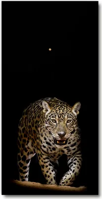 Produktbild von Wanduhr aus Glas – 30x60 cm - Glasbild - Glasuhr - Gehärtetes Glas -Jaguar