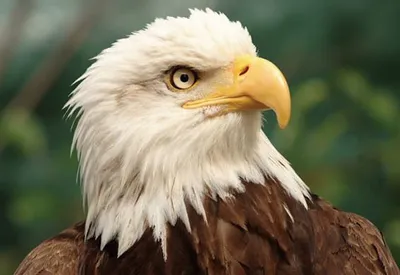 Produktbild von TischSet 3 D Weißkopfseeadler, Platzset 2erSet Platzdeckchen Poster Bilder Adler Vogel Tier