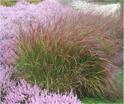 Produktbild von Stauden Gänge 1 x Panicum virgatum 'Rotstrahlbusch' im 1 Liter Topf - Rote Rutenhirse - Strahlende Rottöne für lebendige Gärten - Winterhart