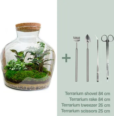 Immagine prodotto di Terrario fai da te - Fat Joe - ↕ 30 cm