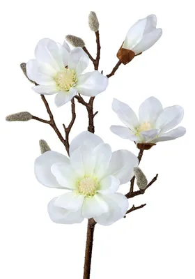Produktbild von künstlicher Magnolienzweig REAL TOUCH weiß H. 88cm Formano Kunstblumen