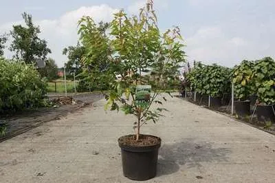 Produktbild von Acer ginnala 'Bailey Compact®' - Feuerahorn 50- 60 cm Container