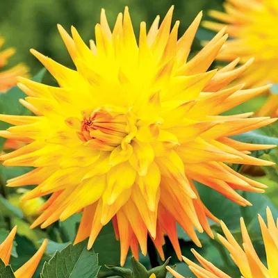 Obrázok produktu pre Kaktus Dahlia Rising Sun 1 kus Sadenice Dahlia Sadenice Dahlia Veľké hľuzy