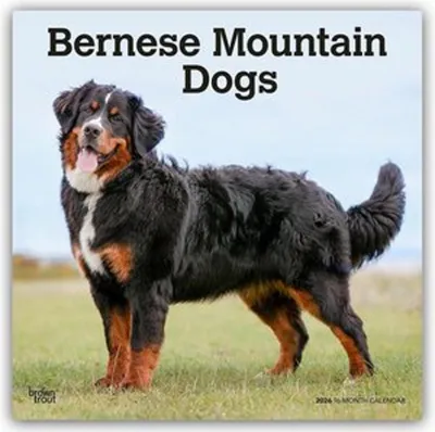 Produktbild von Bernese Mountain Dogs - Berner Sennenhund 2026 - 16-Monatskalender