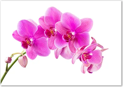 Produktbild von Tulup® Glas-Bild - 100 x 70 - Wandbild aus Glas - Wandkunst - Wandbild hinter gehärtetem Sicherheitsglas - Blumen & Pflanzen - Rosa Orchidee - Rosa