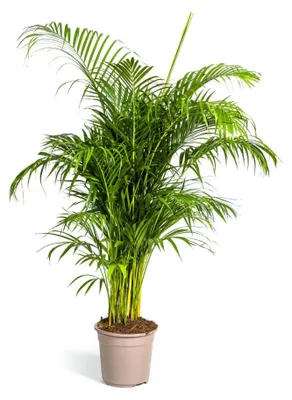 Produktbild von Goldfruchtpalme - Dypsis lutescens - Areca - Solitärpflanze - ca. 150-170cm hoch - 27cm Topf